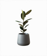 Rubber Plant