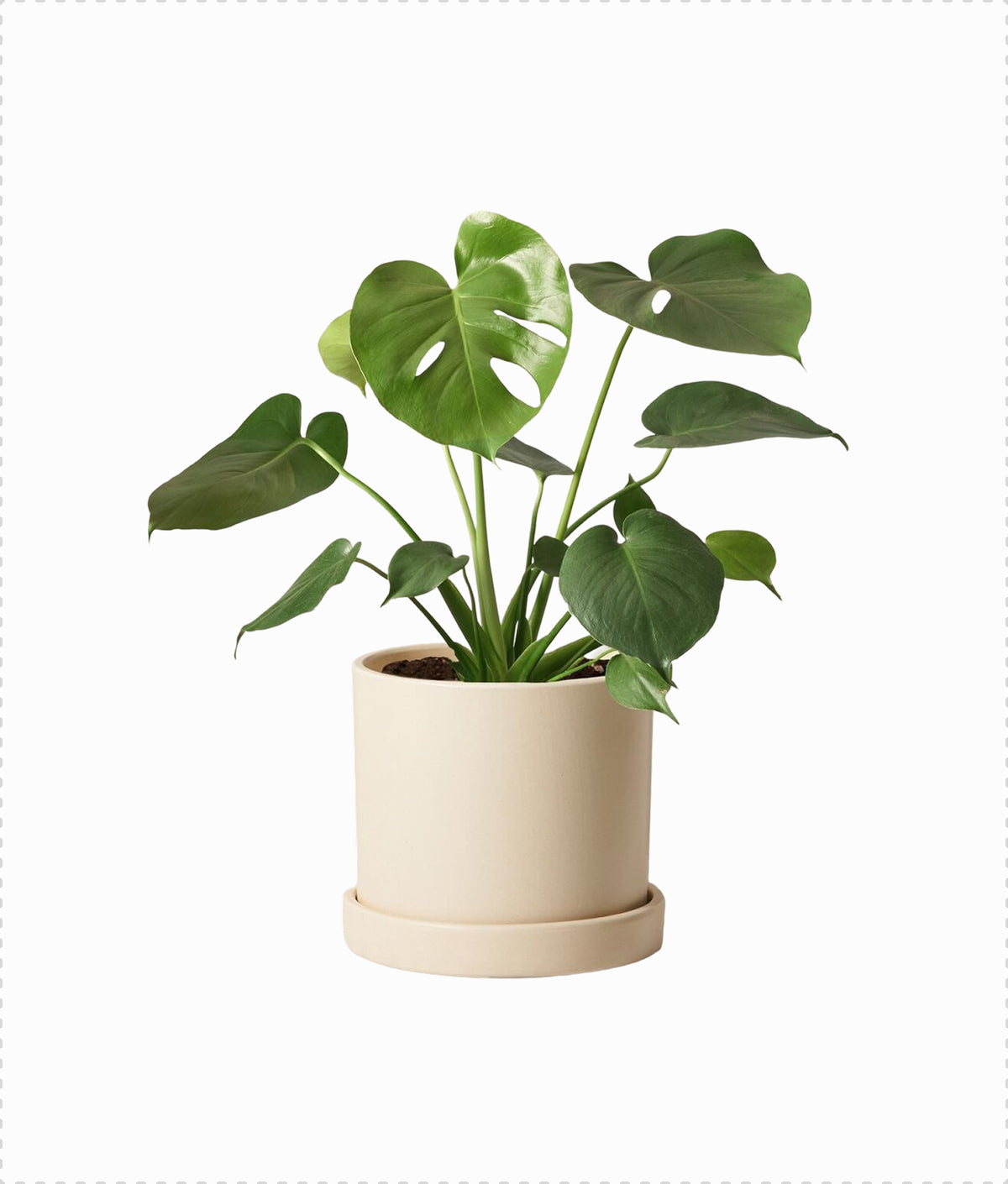 Monstera Deliciosa