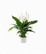 Peace Lily