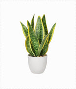 Snake Plant