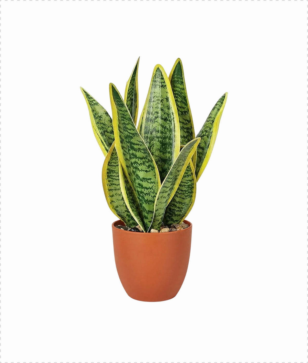Snake Plant