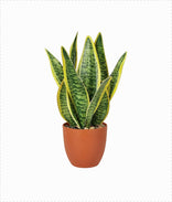 Snake Plant