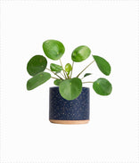Chinese Money Plant