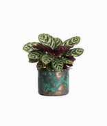 Calathea Medallion Plant