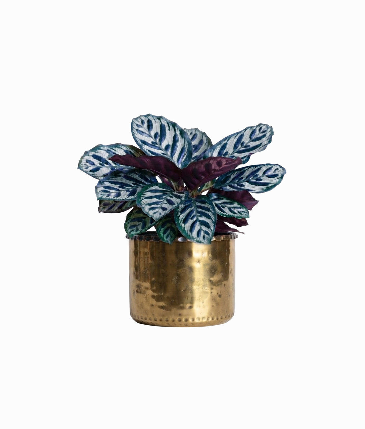 Calathea Medallion Plant