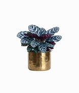 Calathea Medallion Plant