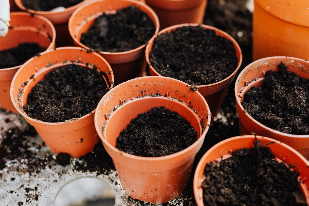 How to Choose the Right Pot for Your Indoor Plants