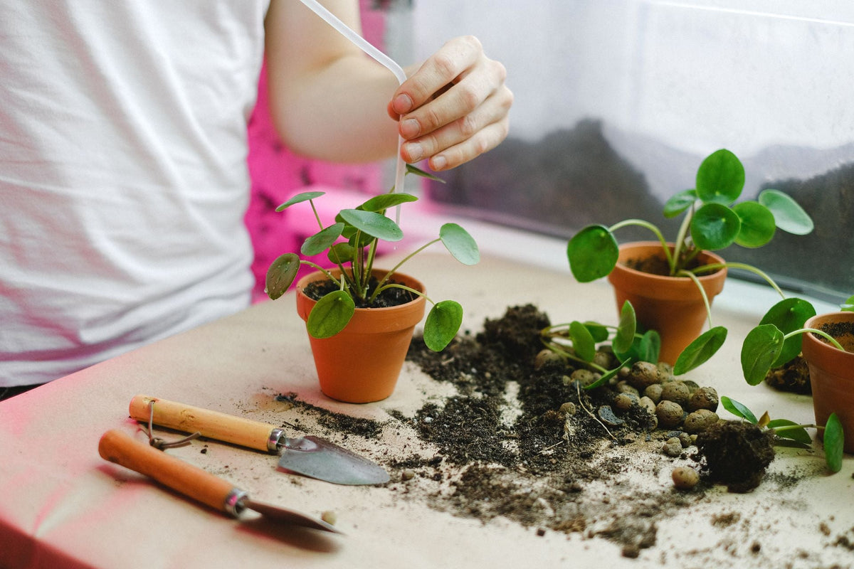 Create Your Own Indoor Garden: A Beginner's Guide