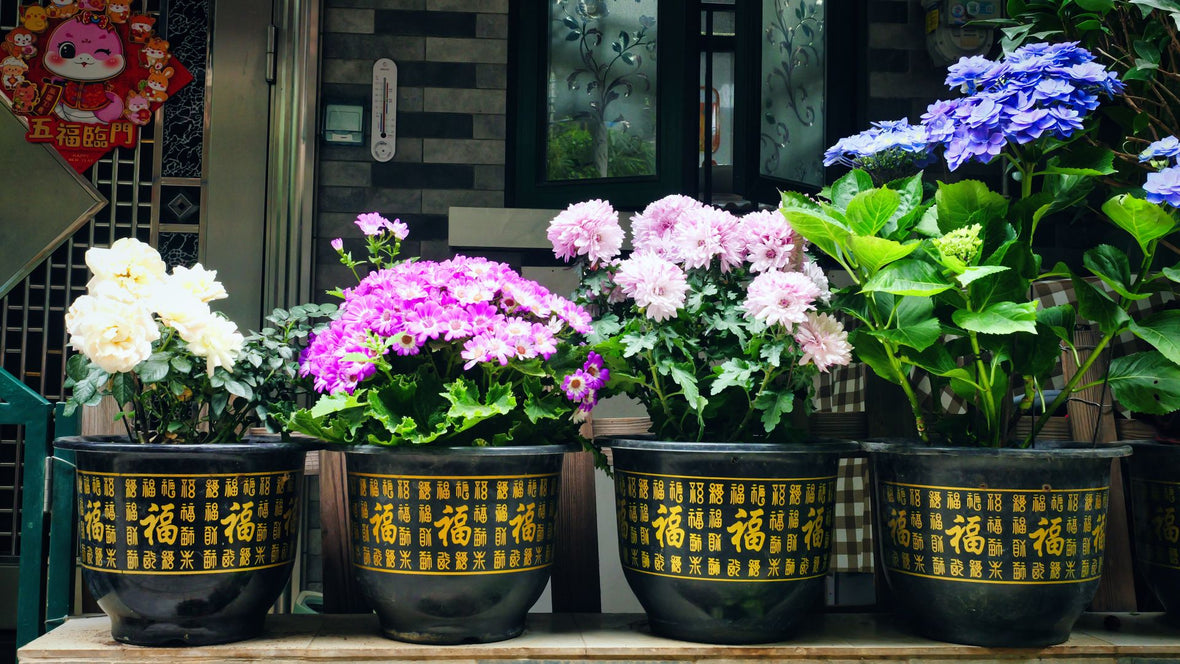 Flower Pots That Make Beautiful Home Décor