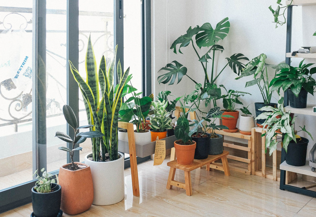 Indoor Garden