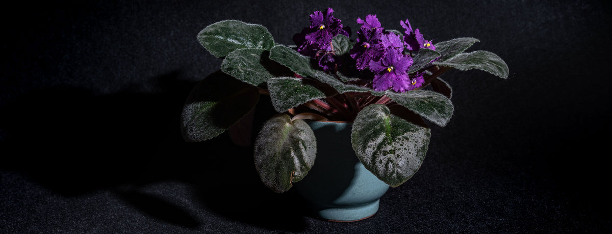 Help your Plants \n Flourish