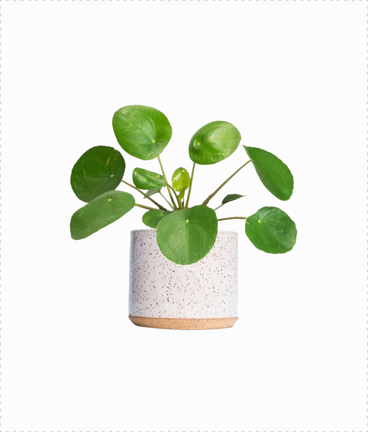 Chinese Money Plant
