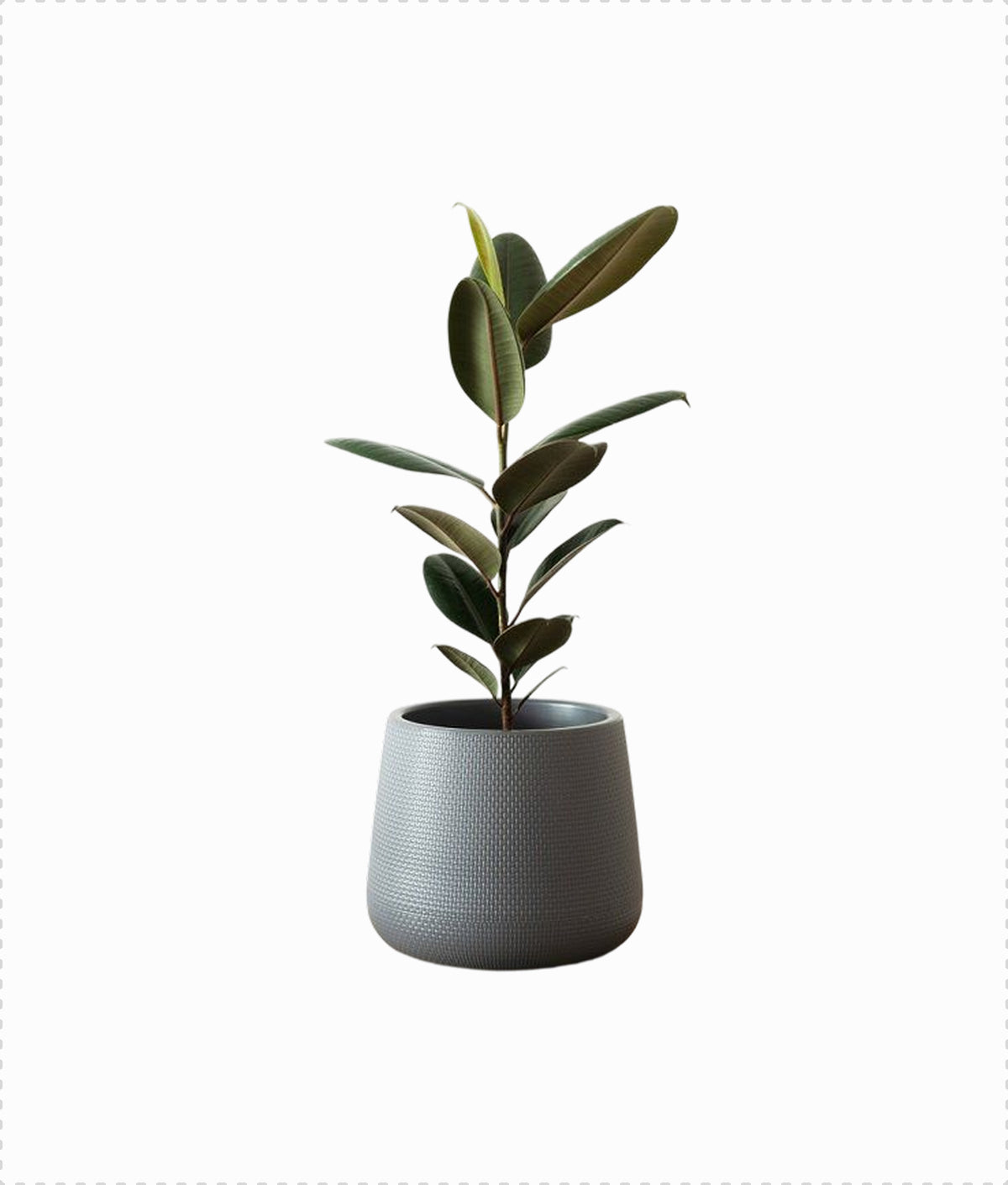 Rubber Plant