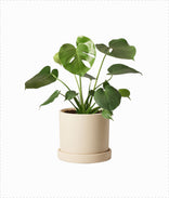 Monstera Deliciosa