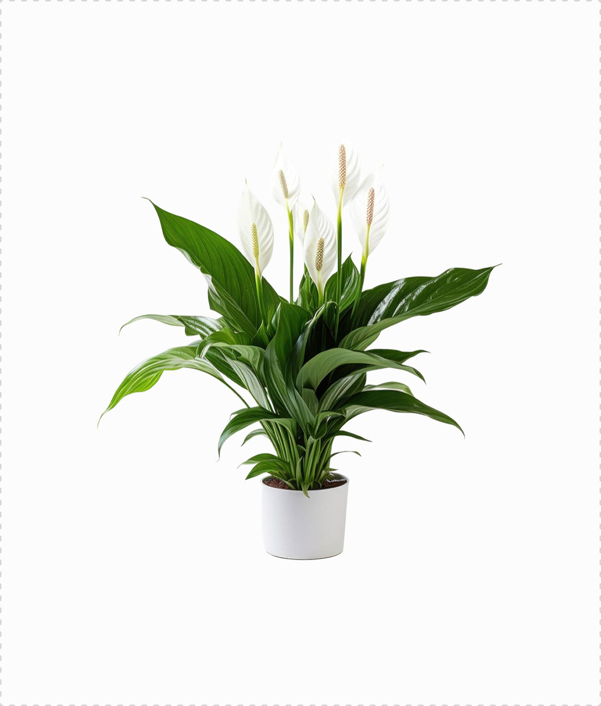 Peace Lily