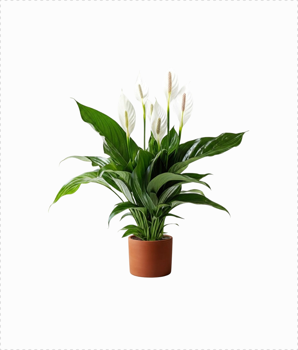 Peace Lily