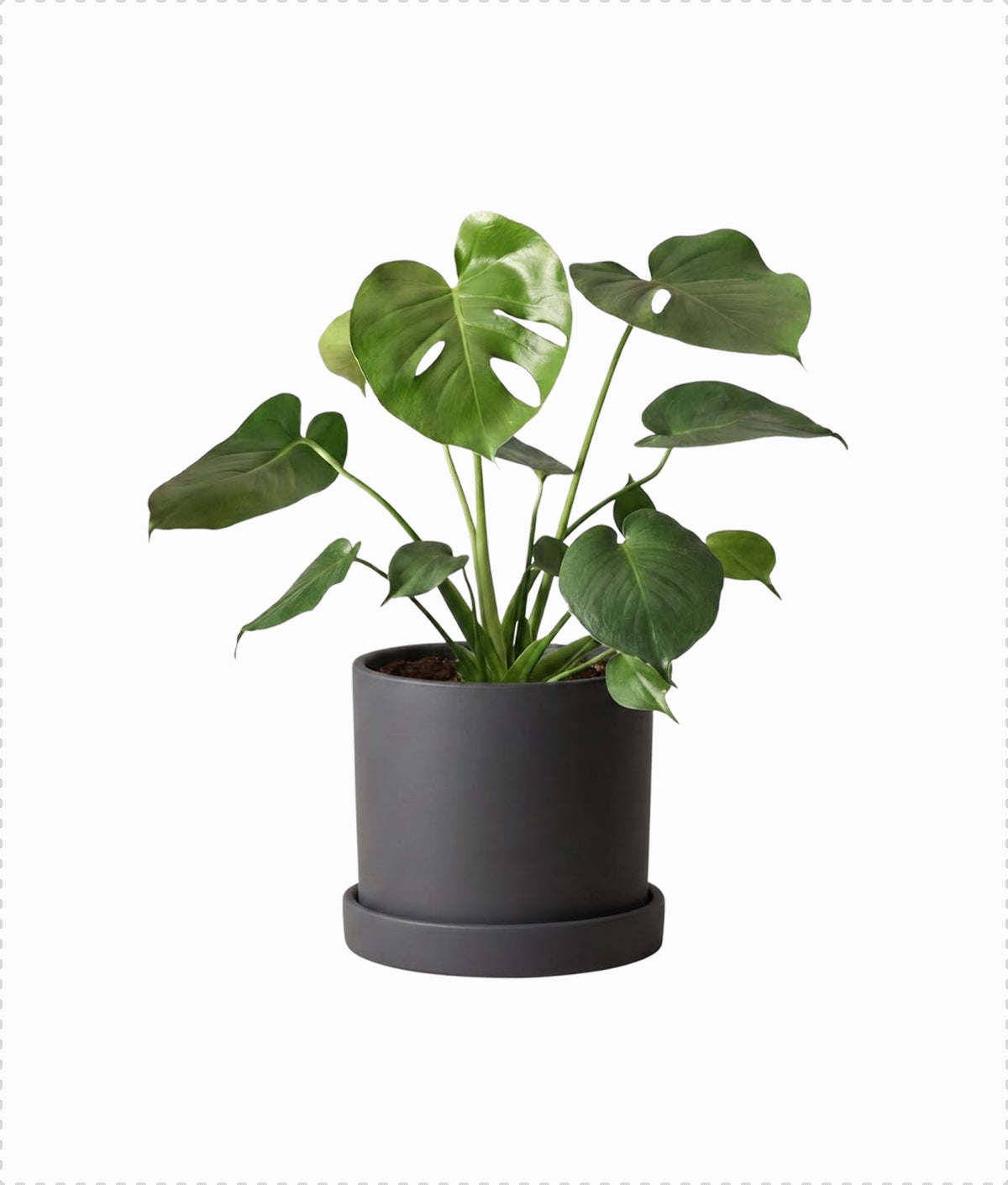 Monstera Deliciosa