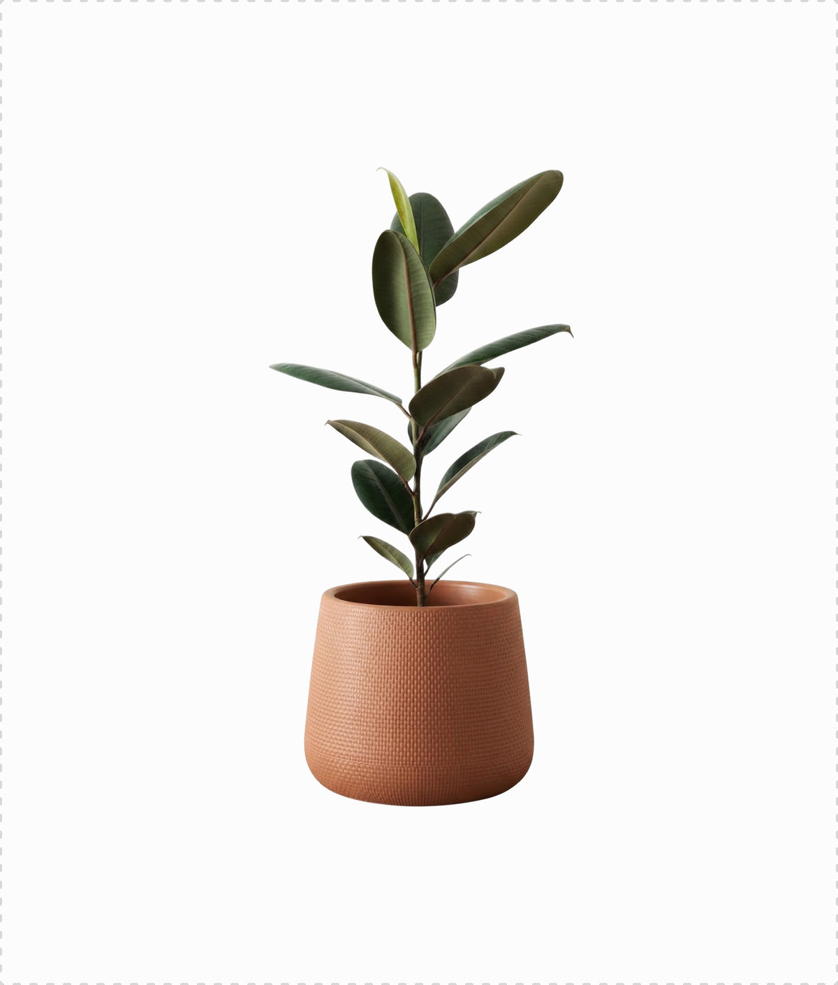 Rubber Plant