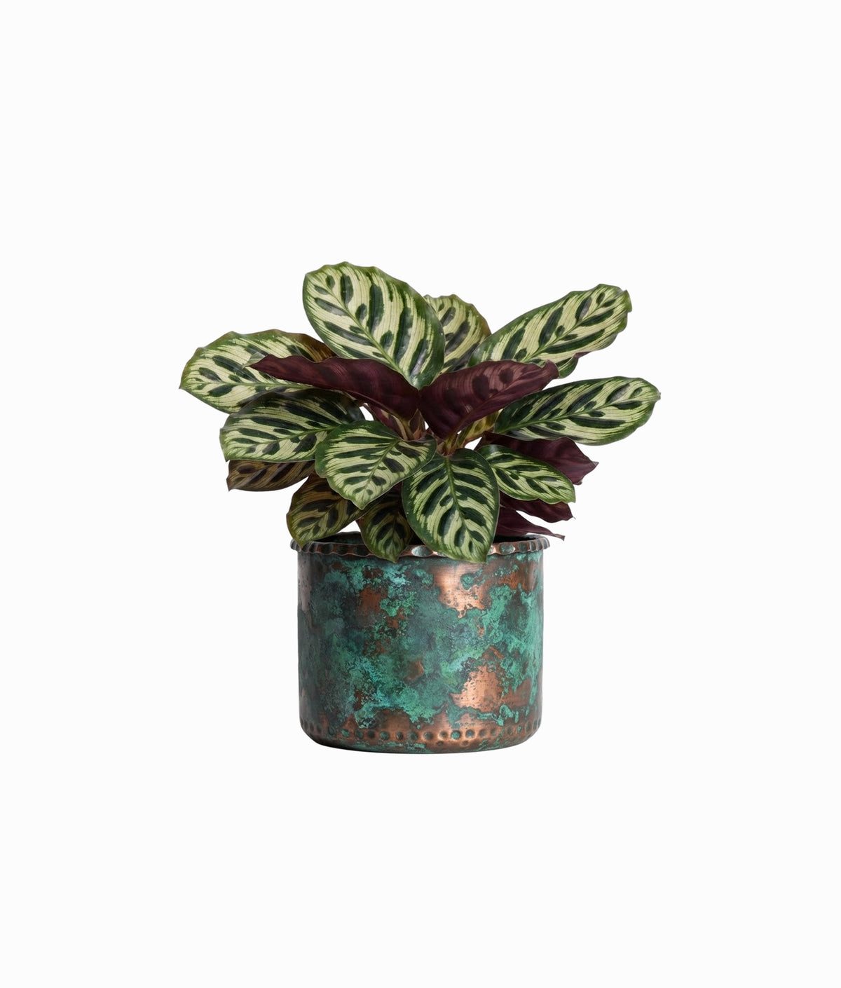 Calathea Medallion Plant