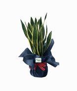 Housewarming Plant Gift