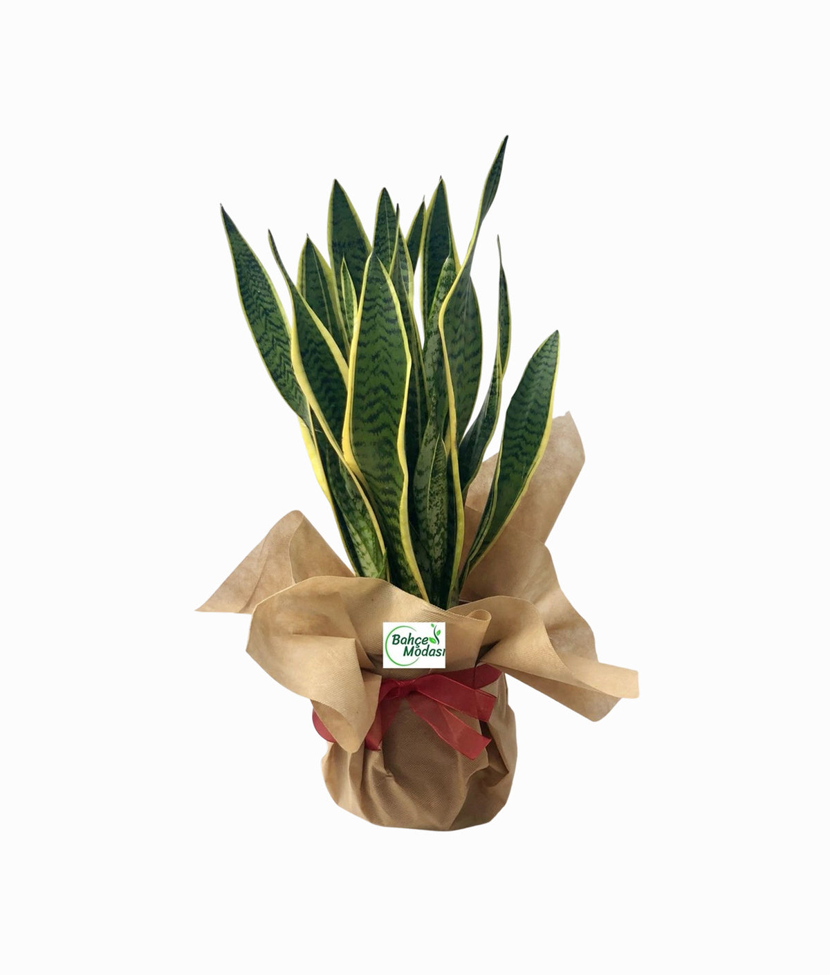 Housewarming Plant Gift